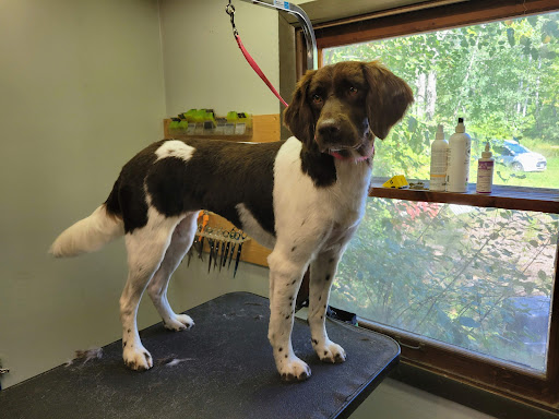 Alpha Dog Gallery - United States