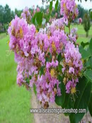All Seasons Garden Shop - Thumbnail