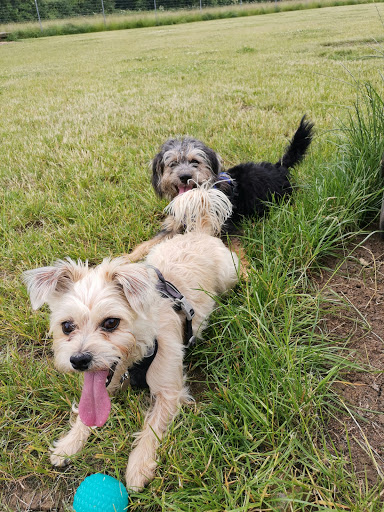 Staple Dogs Run Free - Thumbnail