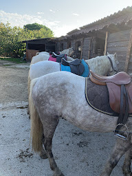 Photo n°23 de Claire Equitation à Saintes-Maries-de-la-Mer (Centre de randonnée équestre)