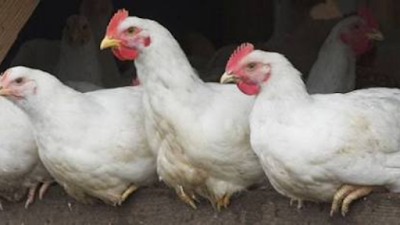 Photos of UD.SUN (Bibit ayam potong +pakan ayam+ peralatan)