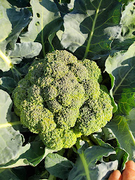 Photo n°13 de Jardin Pois Plume à Domarin (Ferme bio)