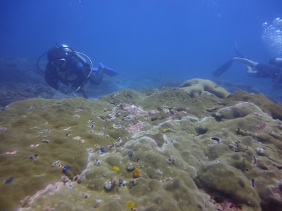 Photos of Sri Lanka Diving Tours Padi Five Star IDC Center