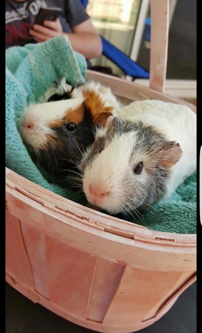 Photos of Sacajawea Healthcare For Pets