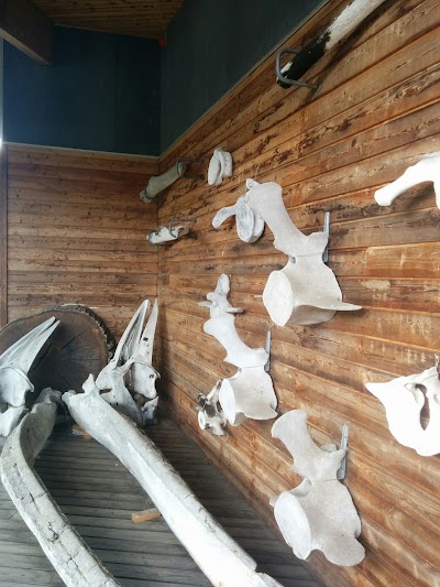 Photos of Museum S&oslash;nderjylland, Naturhistori and paleontology