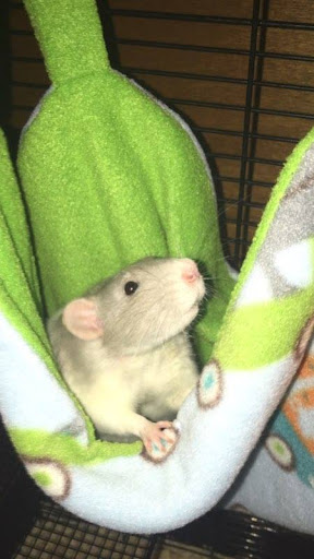 CritterComforts - Visual