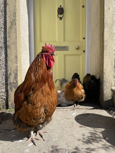 Egg Shop - Thumbnail