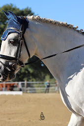 Photo n°13 de les écuries du breuil à Valdelaume (Centre équestre)