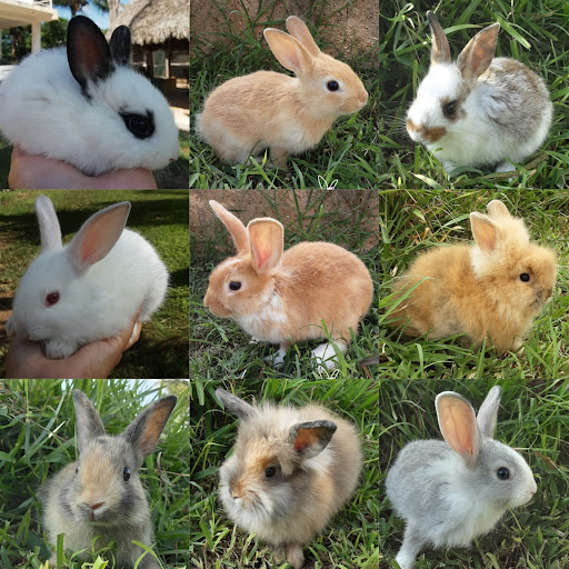 Rey Conejo - Thumbnail