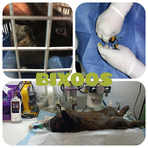 Bixoos. Hospital Clínico Veterinario. Mascotas/ Exóticos.