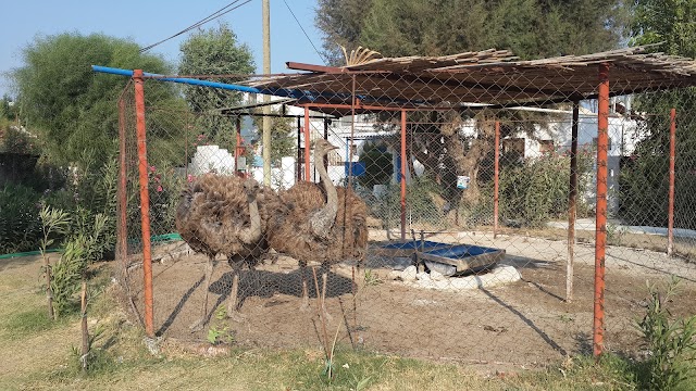 Camel Beach