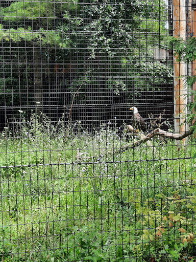Zoo New York - Thumbnail