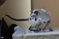 Chatterie siamois et orientaux de Tara Taïna à Châtillon-sur-Morin