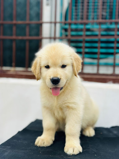 Quality golden retriever puppies available for booking intrested person contact us as soon as pos… post image