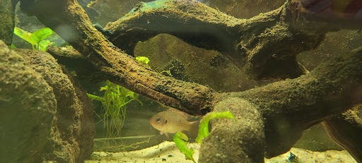 Cercle Aquariophile du Calaisis Gallery - United Kingdom