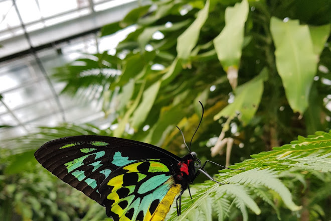 Visit Australian Butterfly Sanctuary On Your Trip To Kuranda