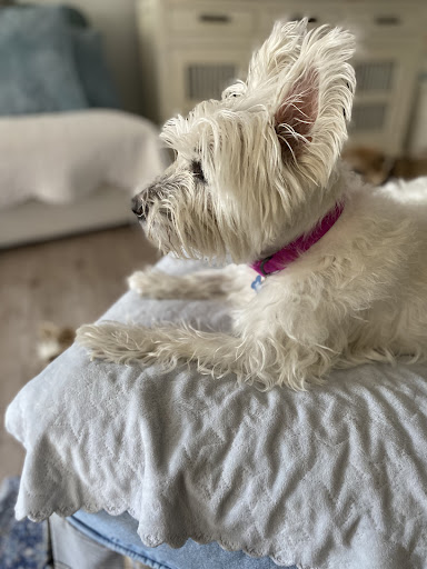 Peace for Paws: Private In-Home Pet Euthanasia - Thumbnail