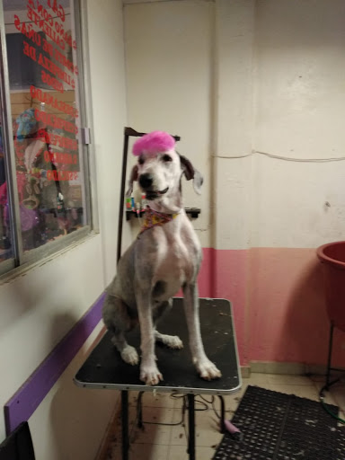 B.D. Pet's Health Center