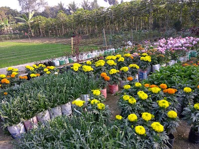 Photos of Murad Nursary Sell Center