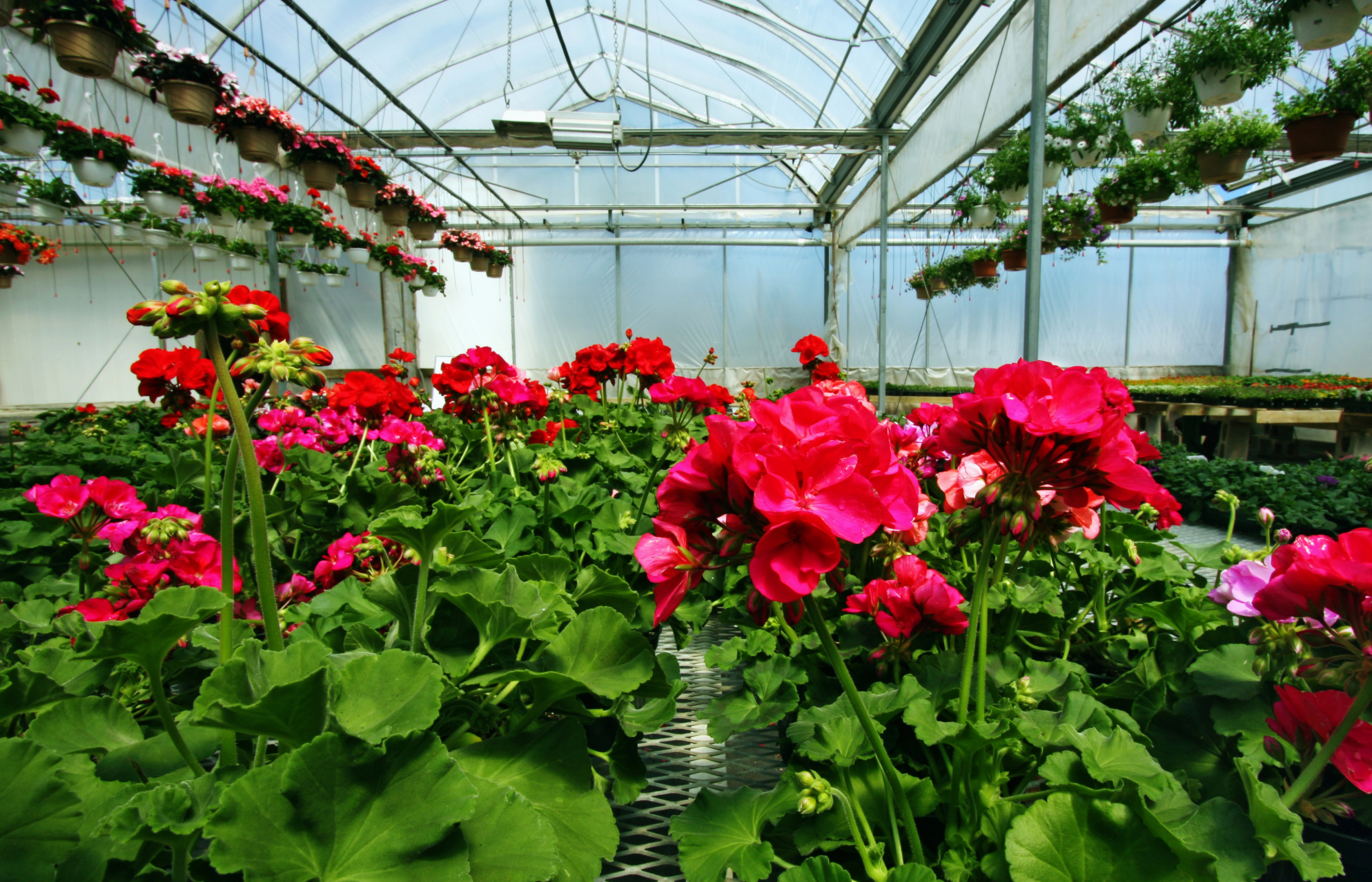 Red Rooster Nursery, Greenhouse, & Cut Flowers