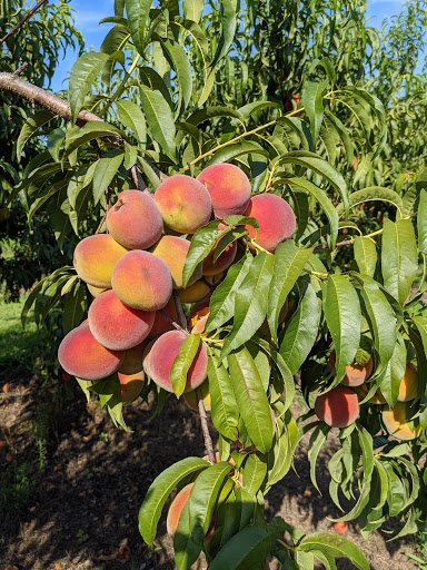 Bush Neck Farm