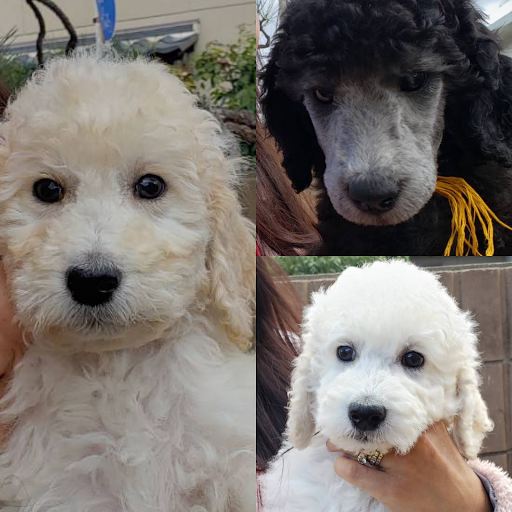スタンダードプードル専門 フランソワ王国 山本町北のdog Breeder