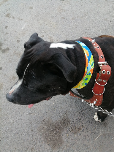 Consultorio Veterinario Y Estética Canina Beethoven