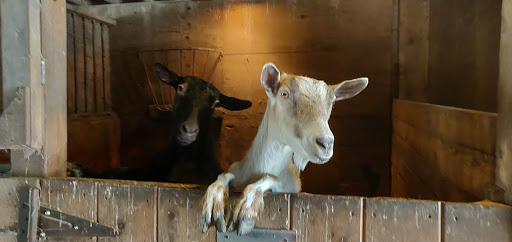 Hidden Hollow Farm - Thumbnail