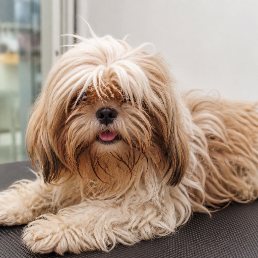 Is your pet looking a little dull or uncomfortable lately? At Prisha Aquarium & Pet Shop in Govan… post image