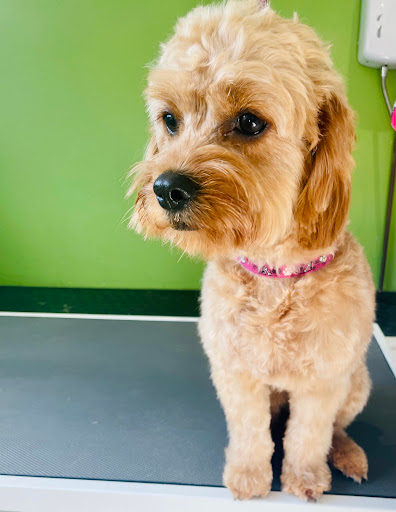 Cloud K9 Dog Grooming - Thumbnail