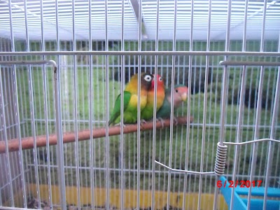 Photos of Pet Shop Sirena