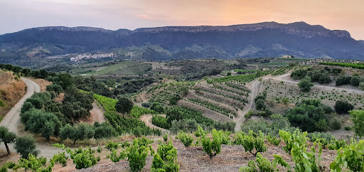 Devinssi Winery - Thumbnail