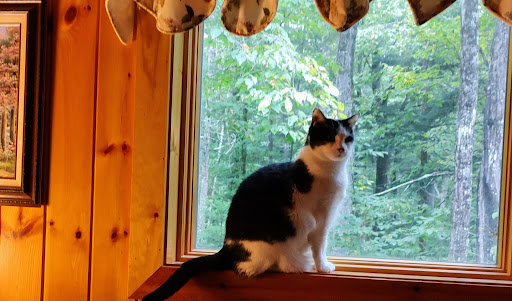 Harvest Hills Animal Shelter - Thumbnail