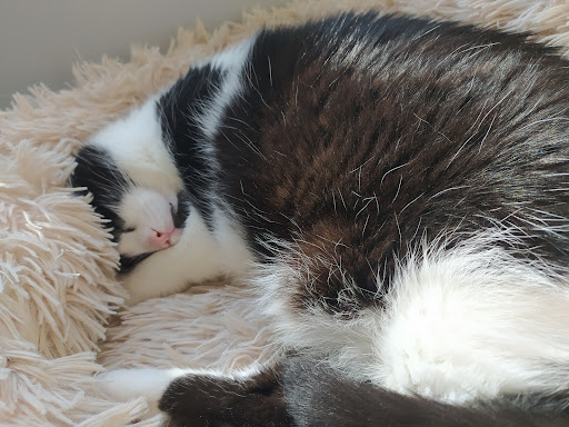 HABEMUS PAPATTE Comportementaliste Chat