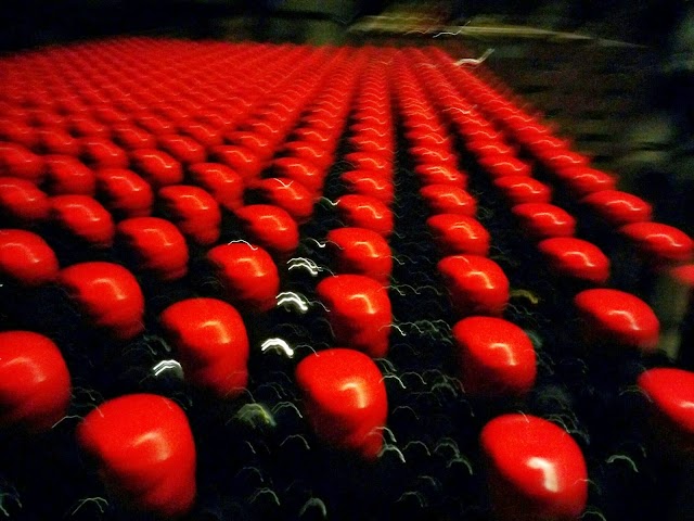 PARTIDA CREUS celler