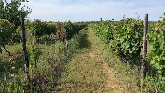 Ul. Stjepana Radića 65, 32236, Ilok