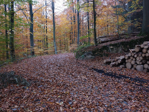 Sehenswürdiger Baum im Wald - Thumbnail