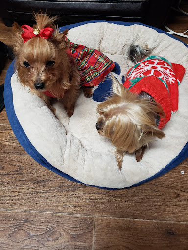 Smile4pet Gallery - United States