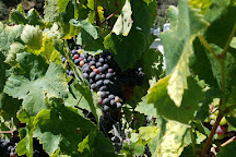 Kelsey See Canyon Vineyards, San Luis Obispo, United States