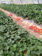 Ferme de la Beguère Produits Régionaux à Plaisance-du-Touch