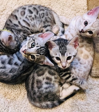 Exotic Bengals of San Diego