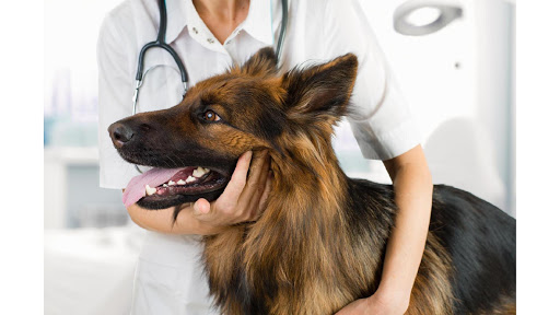 The Community Vet Nurse