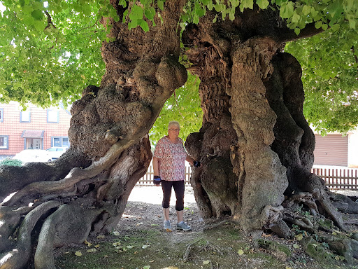 1000 jährige Linde