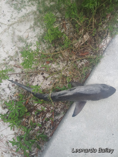 Carrabelle River Walk - Thumbnail