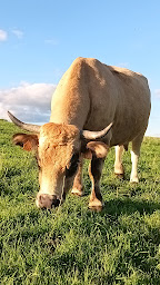 Photo n°1 de Ferme de Chavannes à Saint-Marcel-lès-Annonay (Boucherie)