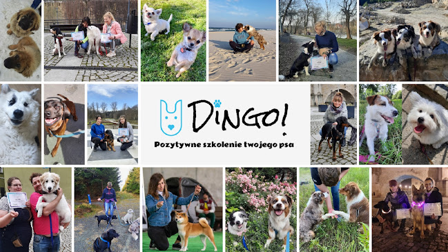 Numer telefony do Dingo- pozytywne szkolenie Twojego psa