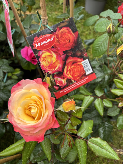Roses de chez Baudry