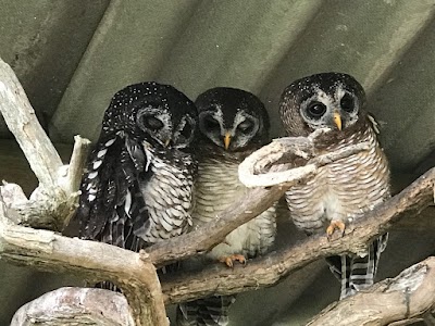 Photos of African Bird of Prey Sanctuary