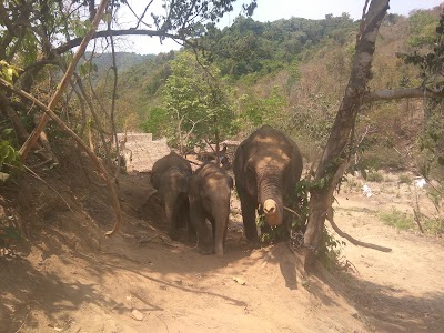 Photos of TA LAL NAL Elephant Camp