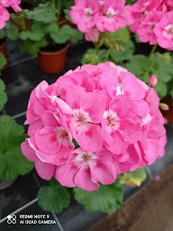 Photo n°25 de HOLST FLEURS à Golbey (Maraîcher)